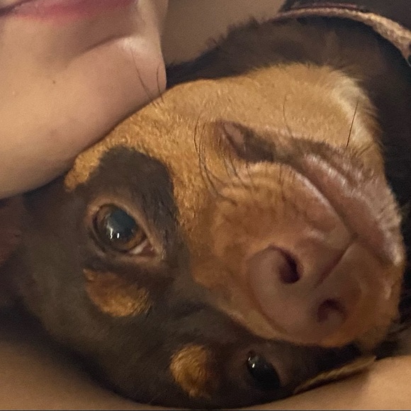 PRICED TO SELL (not the pets)! - Picture 3 of 3